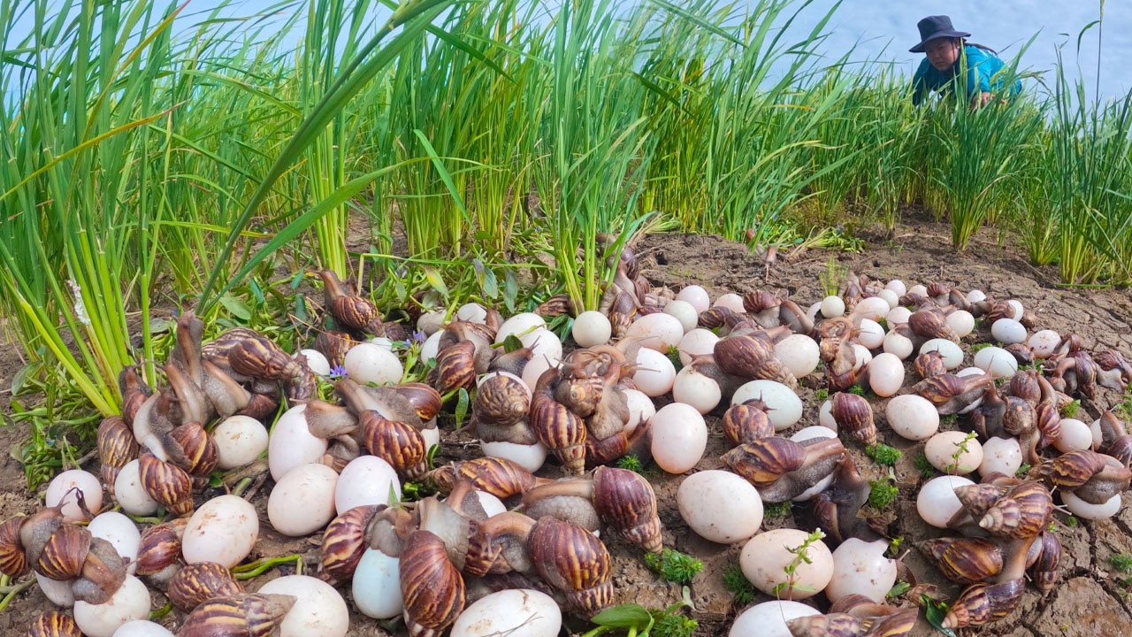 Primitive Life: Gathering Giant Snails and Wild Eggs for Food