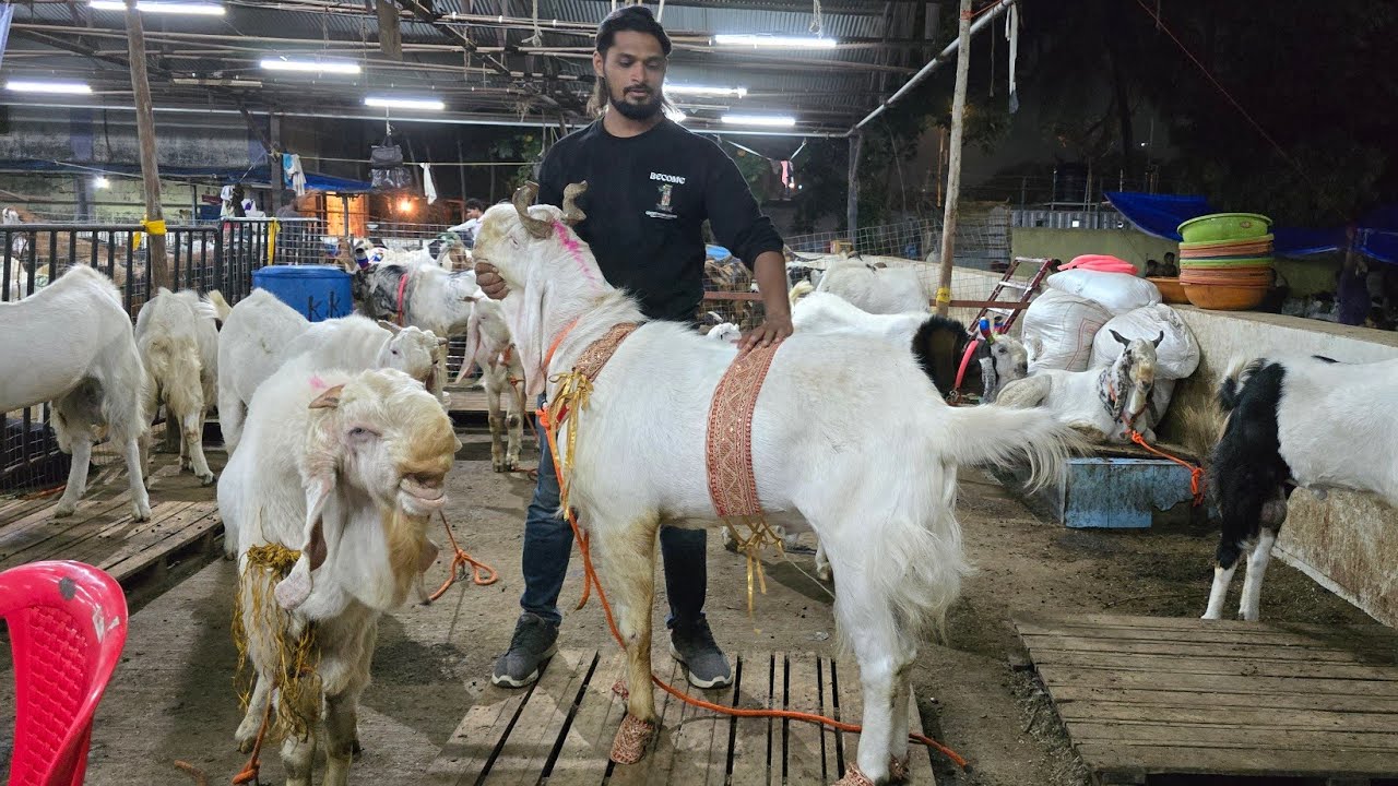 Deonar Bakra Mandi| Z N  Goat farm Ke Bade Bade Kota Bobo Karne Wale| Sameer Bhai | 8779852639