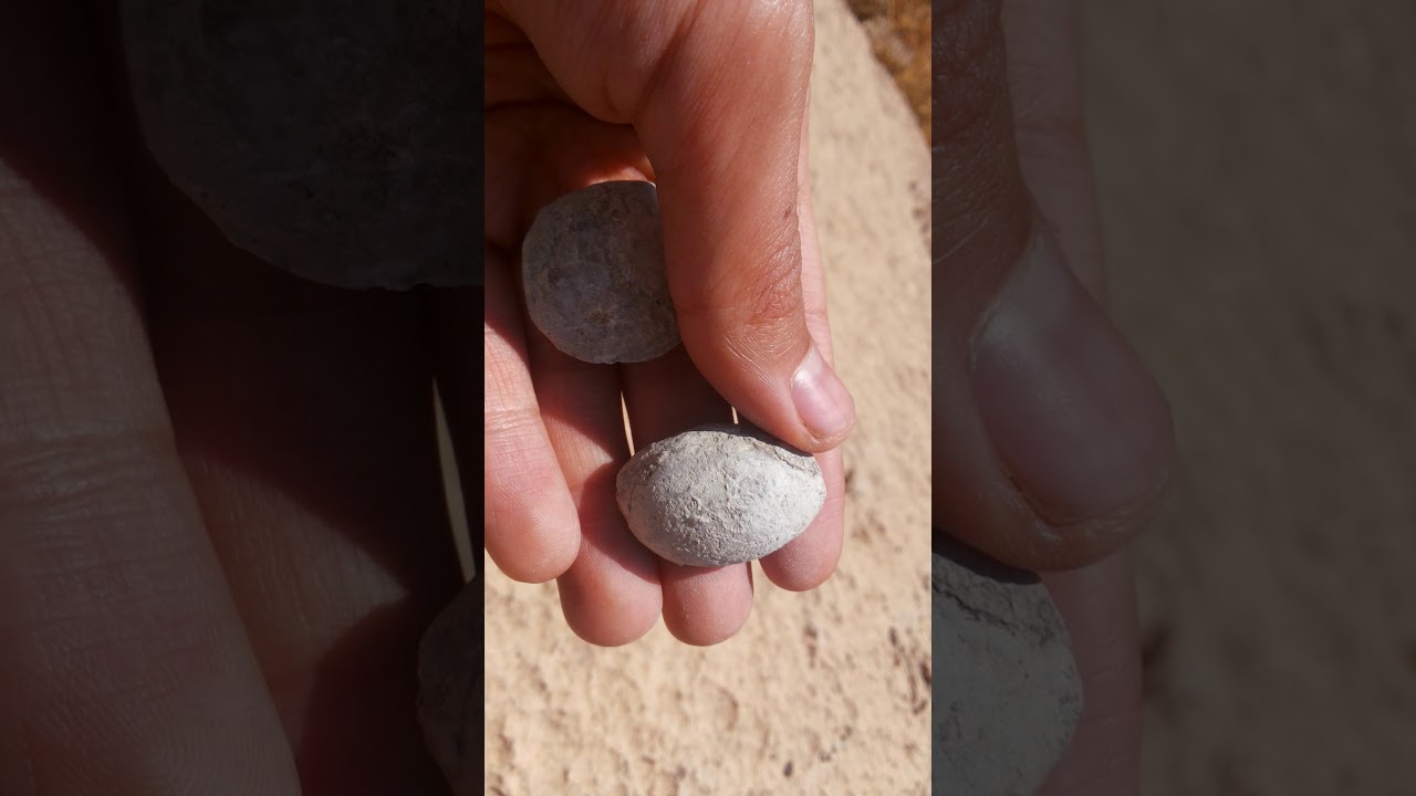 fossil hunting episode 20(fossil in marlstone)