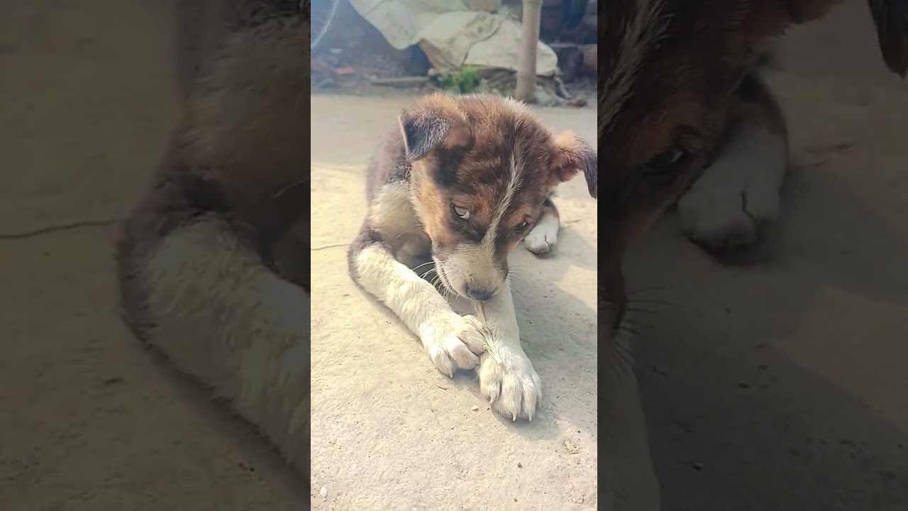Dog comedy video 