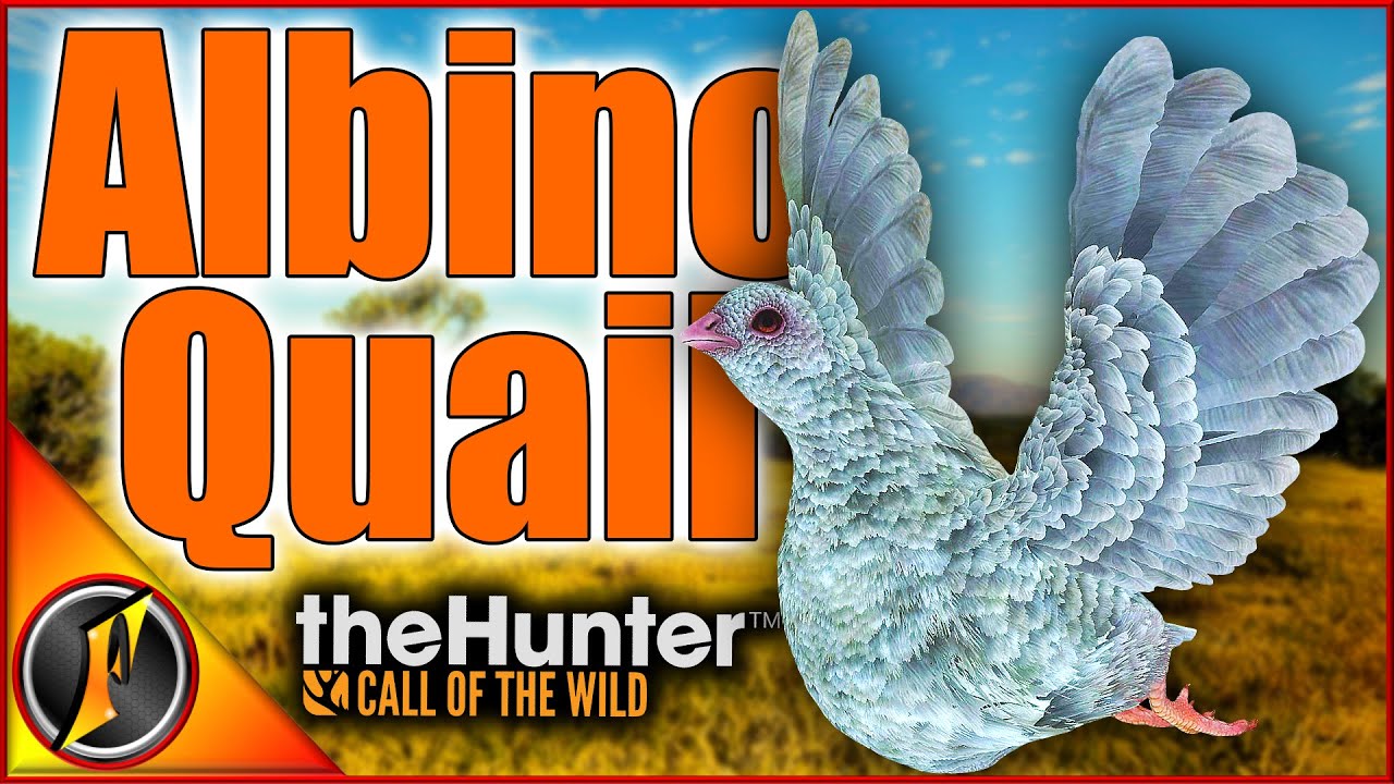 An ALBINO STUBBLE QUAIL! ... But We Can't Keep It 😭 (Early Access)