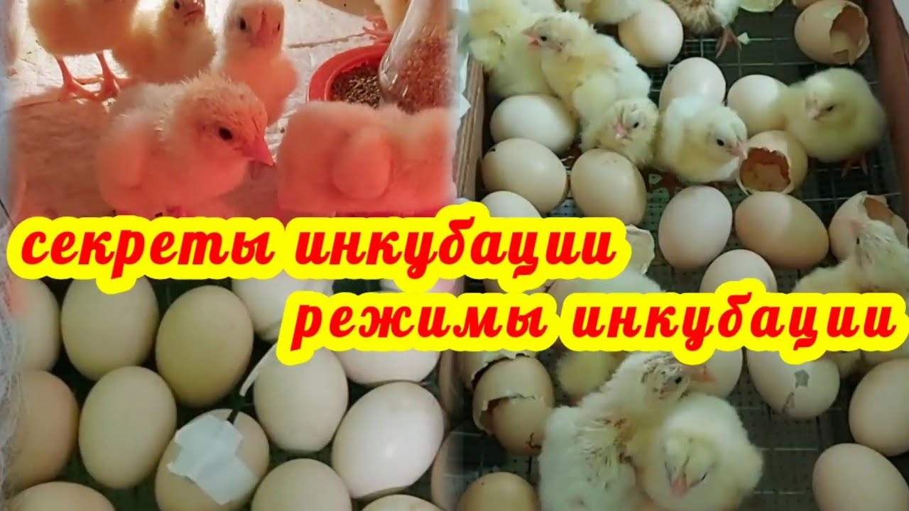 Секреты инкубации бройлера. Инкубатор Блиц Норма Лупер. Режим инкубации куриных яиц. Для новичков.
