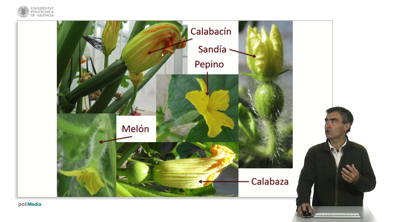 Identificación de cultivos hortícolas de la familia de las cucurbitáceas |  | UPV