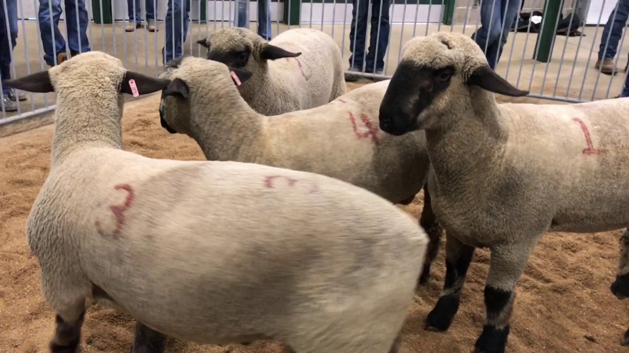 Hampshire Fall Ram Lambs-state FFA 2017