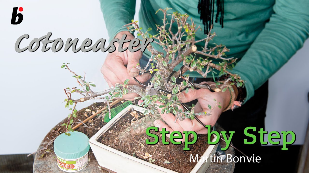 STEP BY STEP COTONEASTER BF4 2014 July August