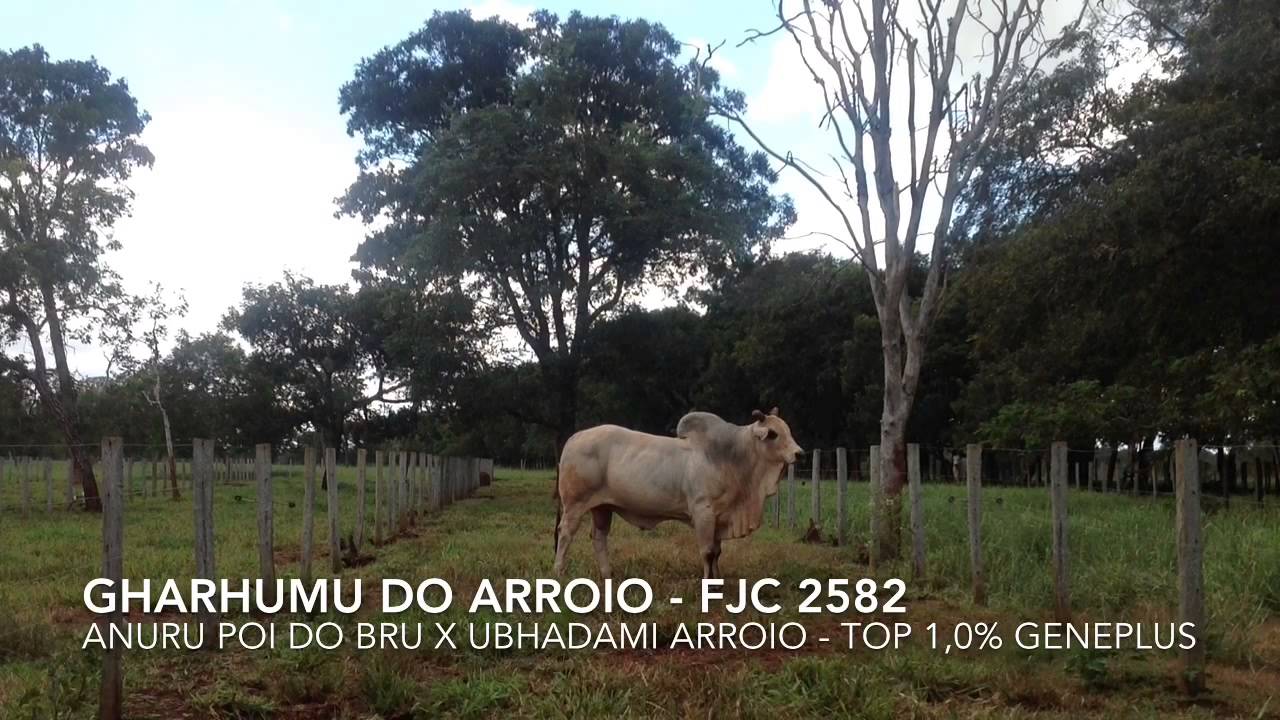 Gharhumu do Arroio