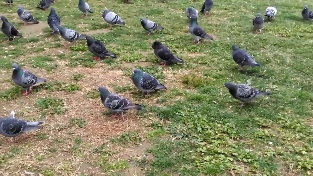 İsmet bayraktar birgün bana doneceksin