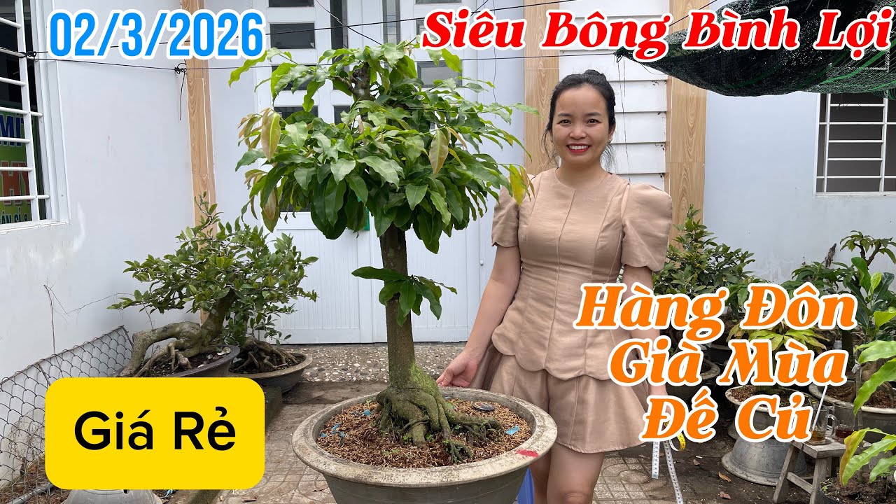 [02/3/2026] Siêu Bông Bình Lợi -Già Mùa, Hàng Đôn Đế Củ, Giá Rẻ ☎️Thuý 0982223575