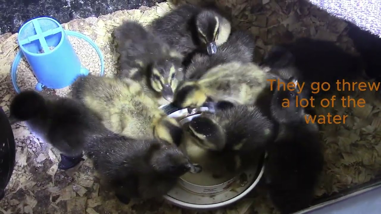 Enjoy these the Little Rascals