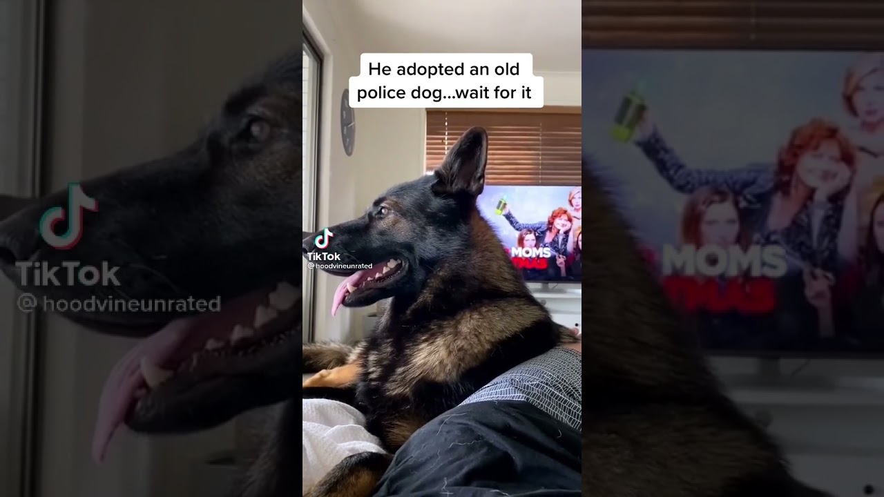Police dog reaction on shopping list