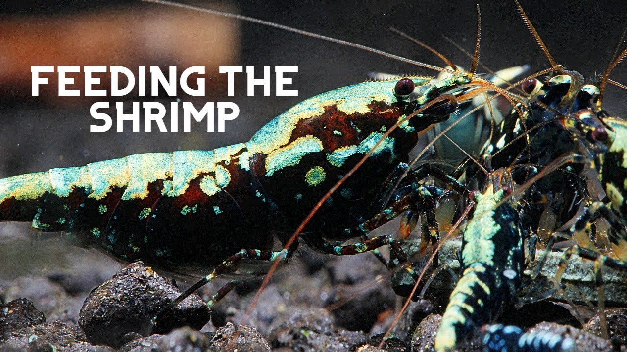 Feeding the Shrimp