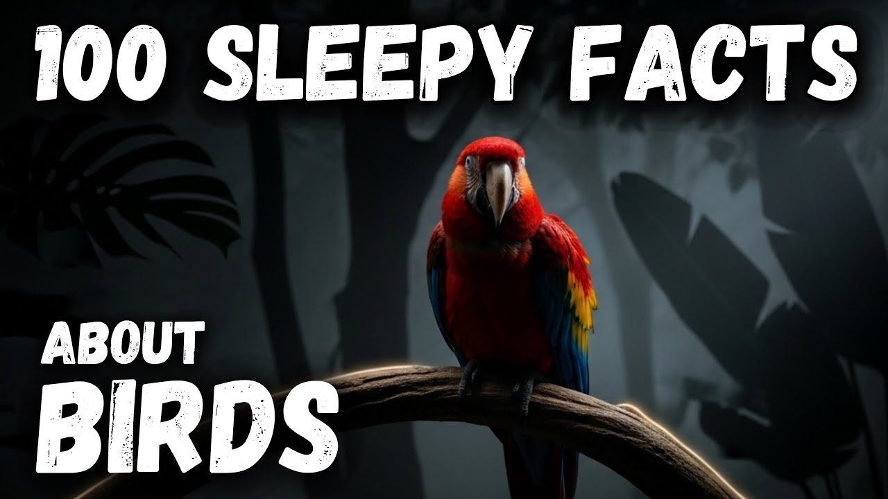 Most Relaxing Facts About Birds to Fall Asleep To