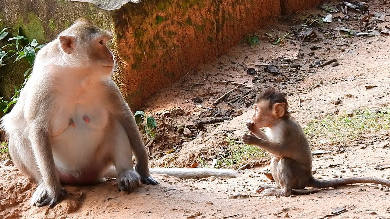 Baby Cinn Also Need Food Like Mom Monkey Cruella Too