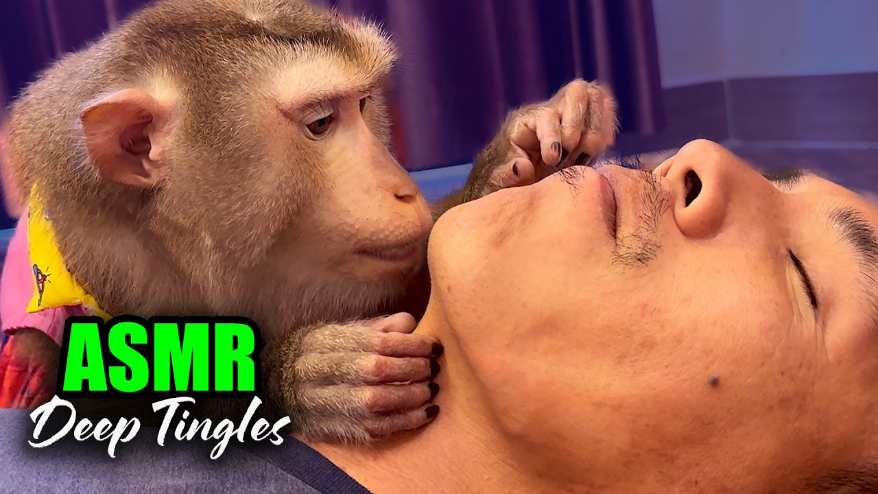 No-Talking Monkey Grooming ASMR | Pure Tingles & Soft Scalp Massage (Sleep & Relax)