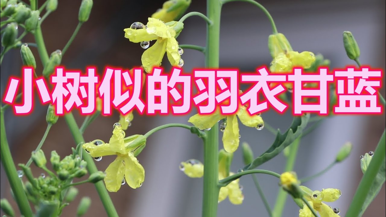 再生羽衣甘蓝有惊喜，再生半年后长得如同小树一般，花落籽满枝！