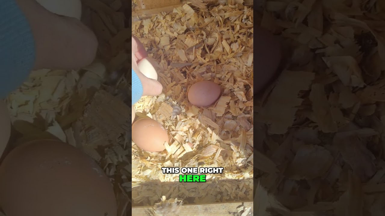 Chicken Lays Tiny Fairy Eggs! What Are They? 