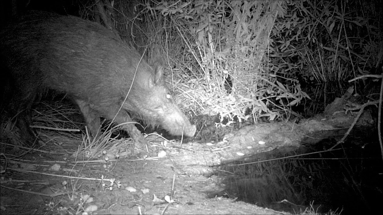 Fauna  Silvestre a Orillas del Rio Serpis