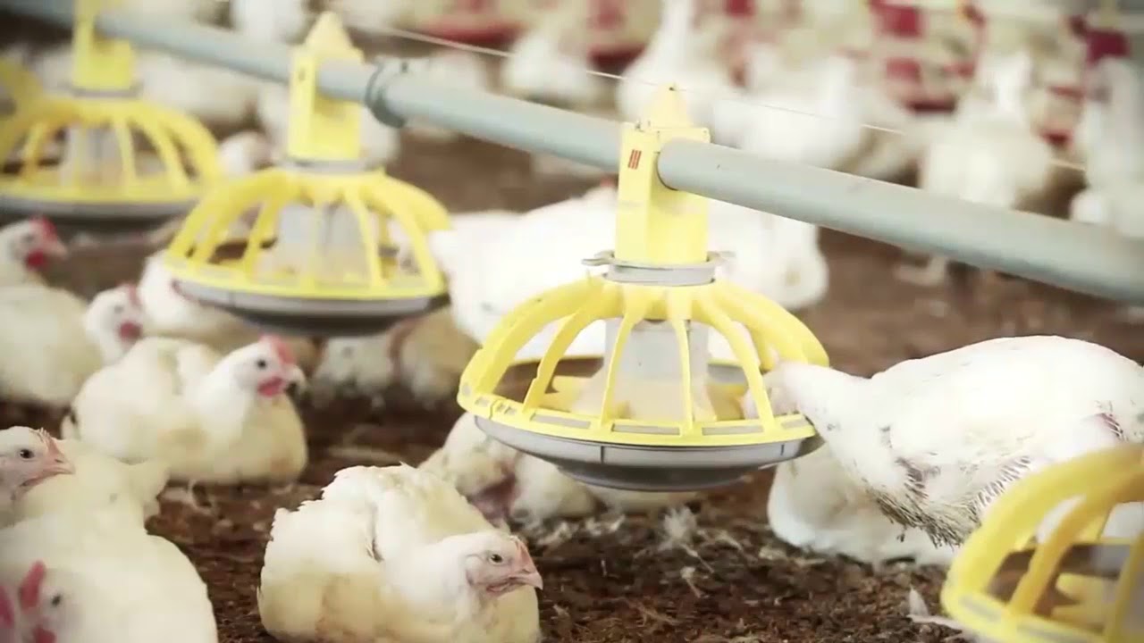 BIOTRATAMIENTO PARA REDUCIR EL AMONIACO Y RE UTILIZACIÓN DE CAMAS GRANJA RUIZEÑOR