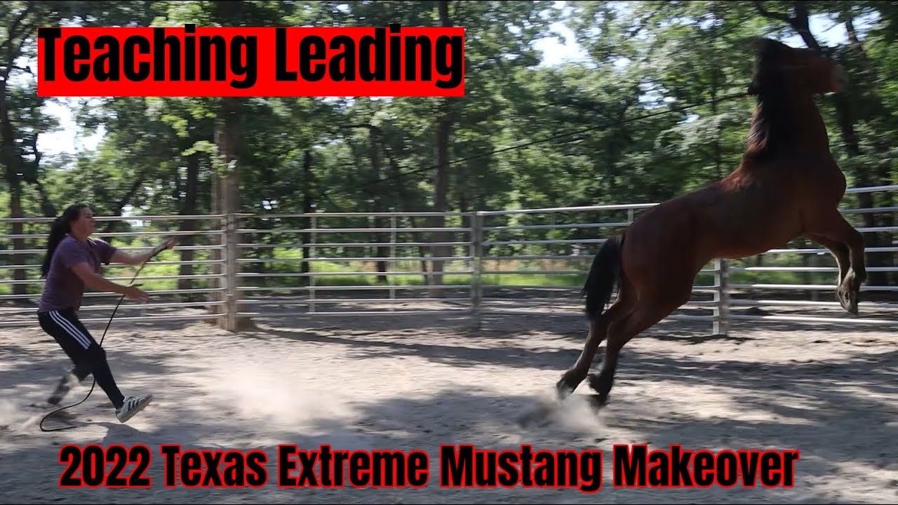 Teaching Leading to a Wild Mustang | 2022 Texas Extreme Mustang Makeover