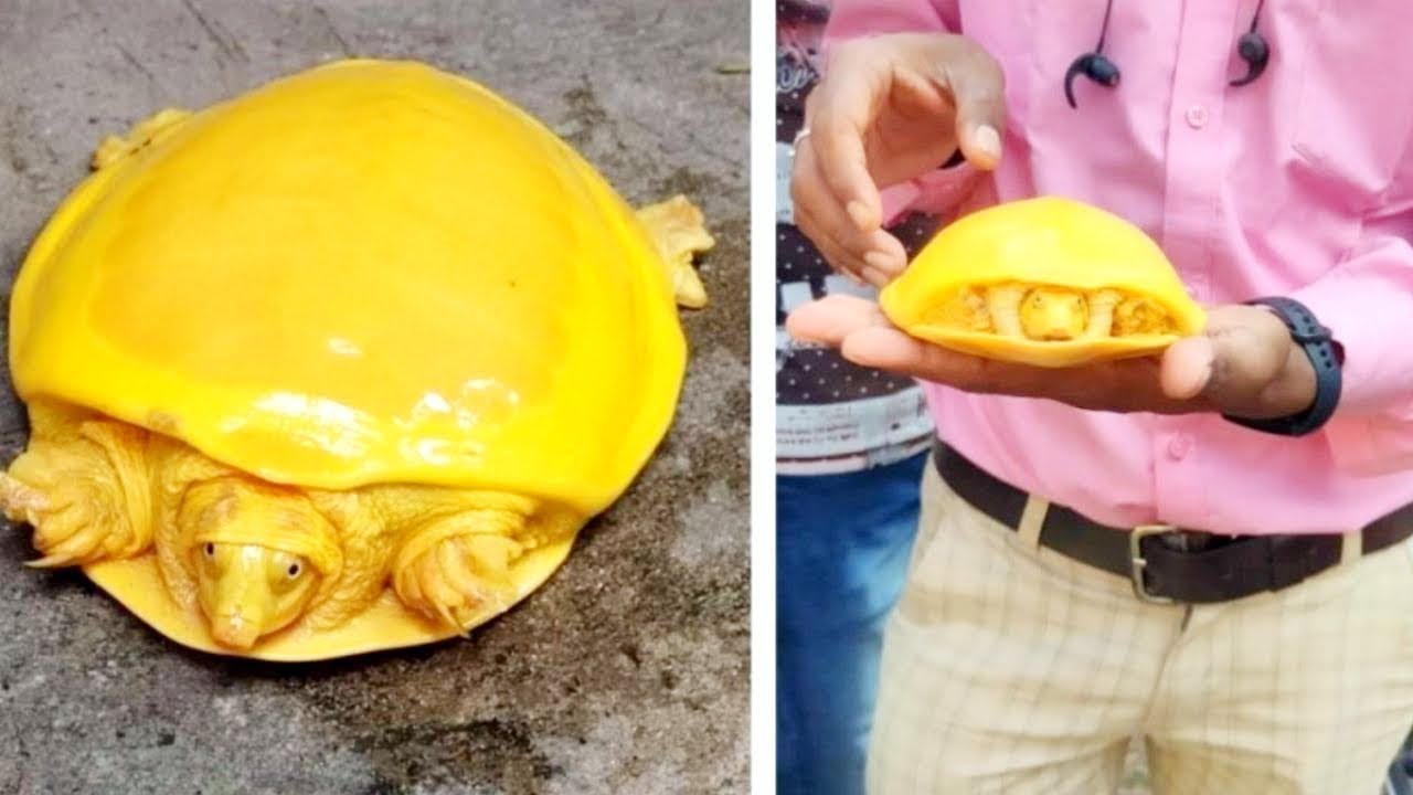 Top 10 Coolest Turtle Species!