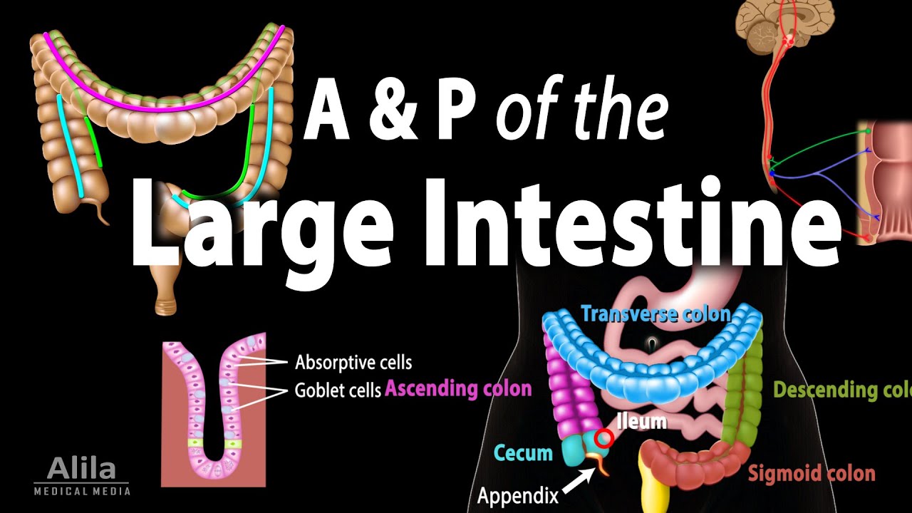 Anatomy and Physiology of the Large Intestine, Animation