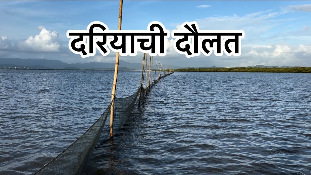 आज मिळाल मोठ म्हावर बड्डी,वडा,चिवार,बोय part १#वाणे मासेमारी #fishing #Fish #NetFishing #bigfish