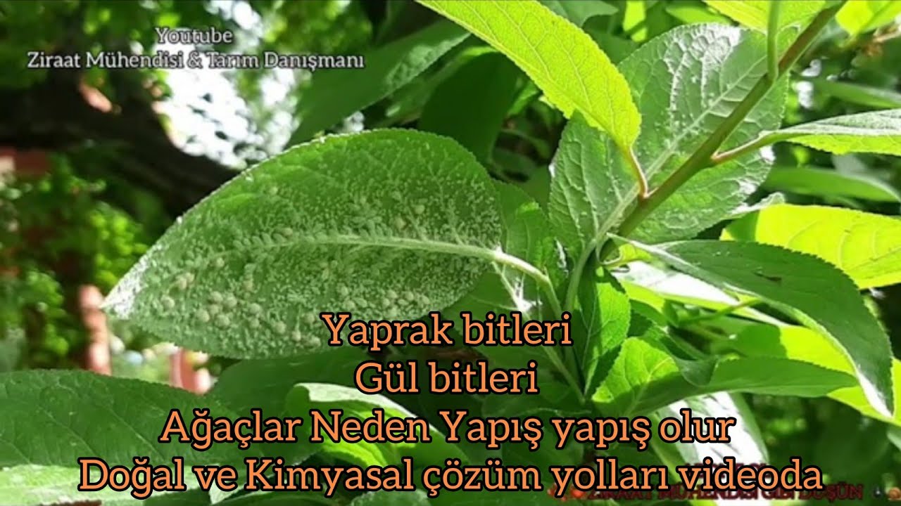 Yaprak Biti🦟Gül biti 🐞Ağaçlar Neden Yapış yapış olur🐝Yaprak Bitine Doğal Çözüm Yolu🌻Ziraat Mühendisi