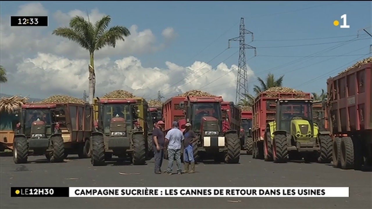 Campagne sucrière : les cannes de retour dans les usines