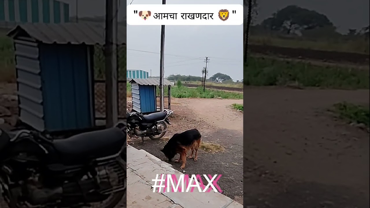 Max (राखणदार)
