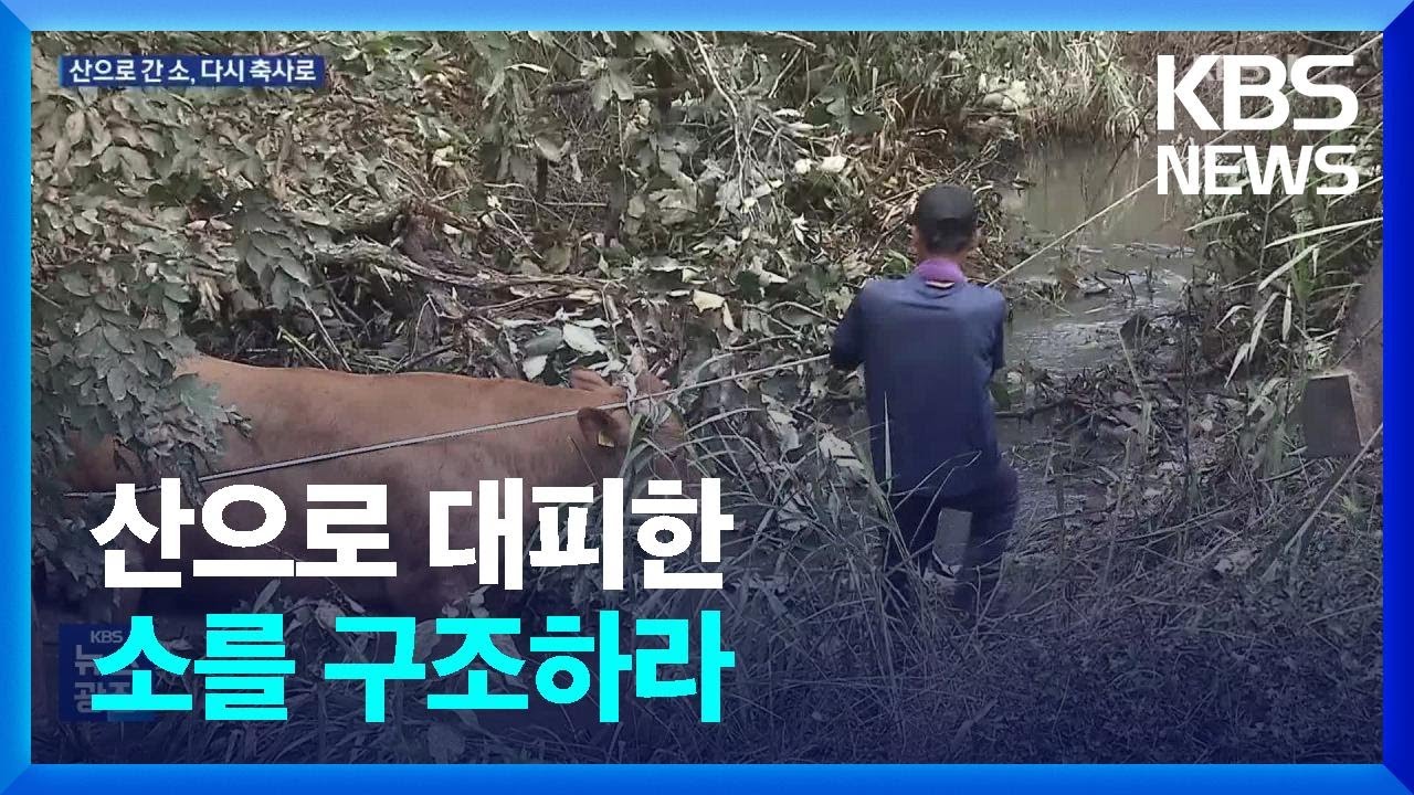 침수 피해 산으로 간 소&hellip;닷새 만에 구출 / KBS  2023.07.21.