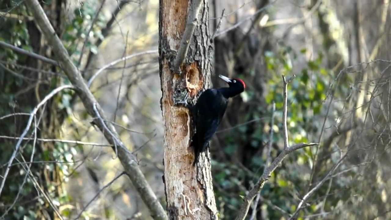 PICAMADEROS NEGRO. (Dryocopus martius)