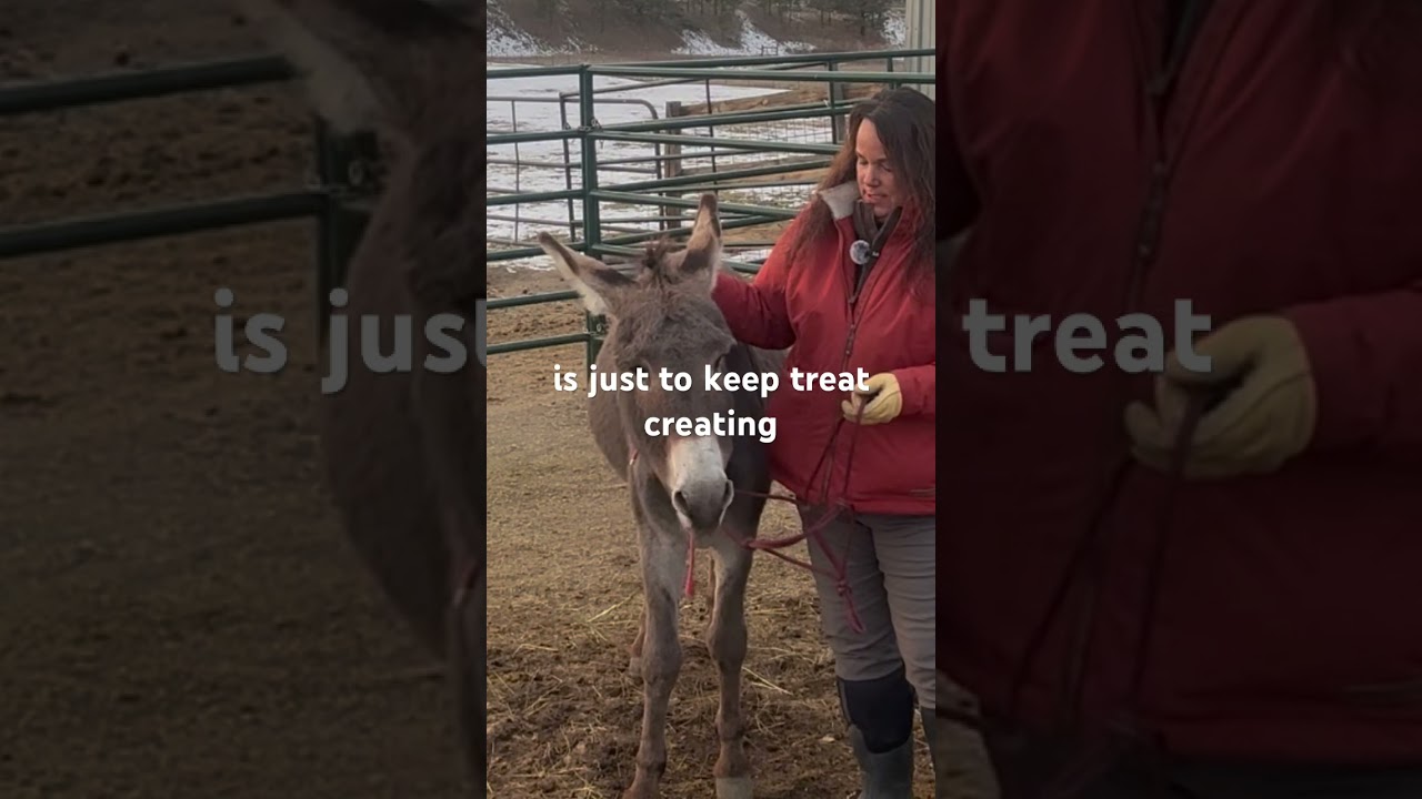 Halter training a 17 year old wild donkey | Slower is Faster