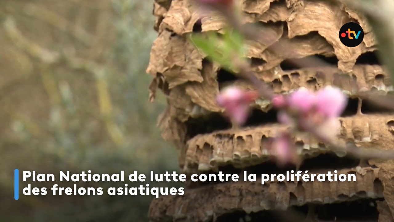 Plan National de lutte contre la prolifération des frelons asiatiques