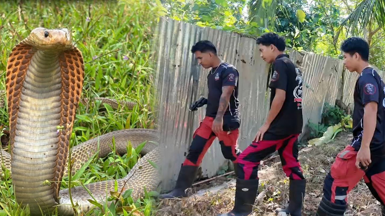 SINAGLIT LANG ANG MATAPANG NA COBRA 