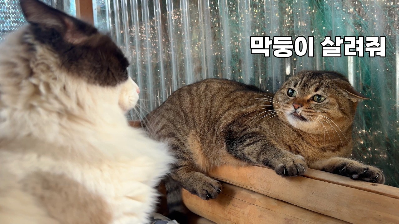 미세먼지 때문에 집콕 중인데, 잡도리 당하는 막둥이