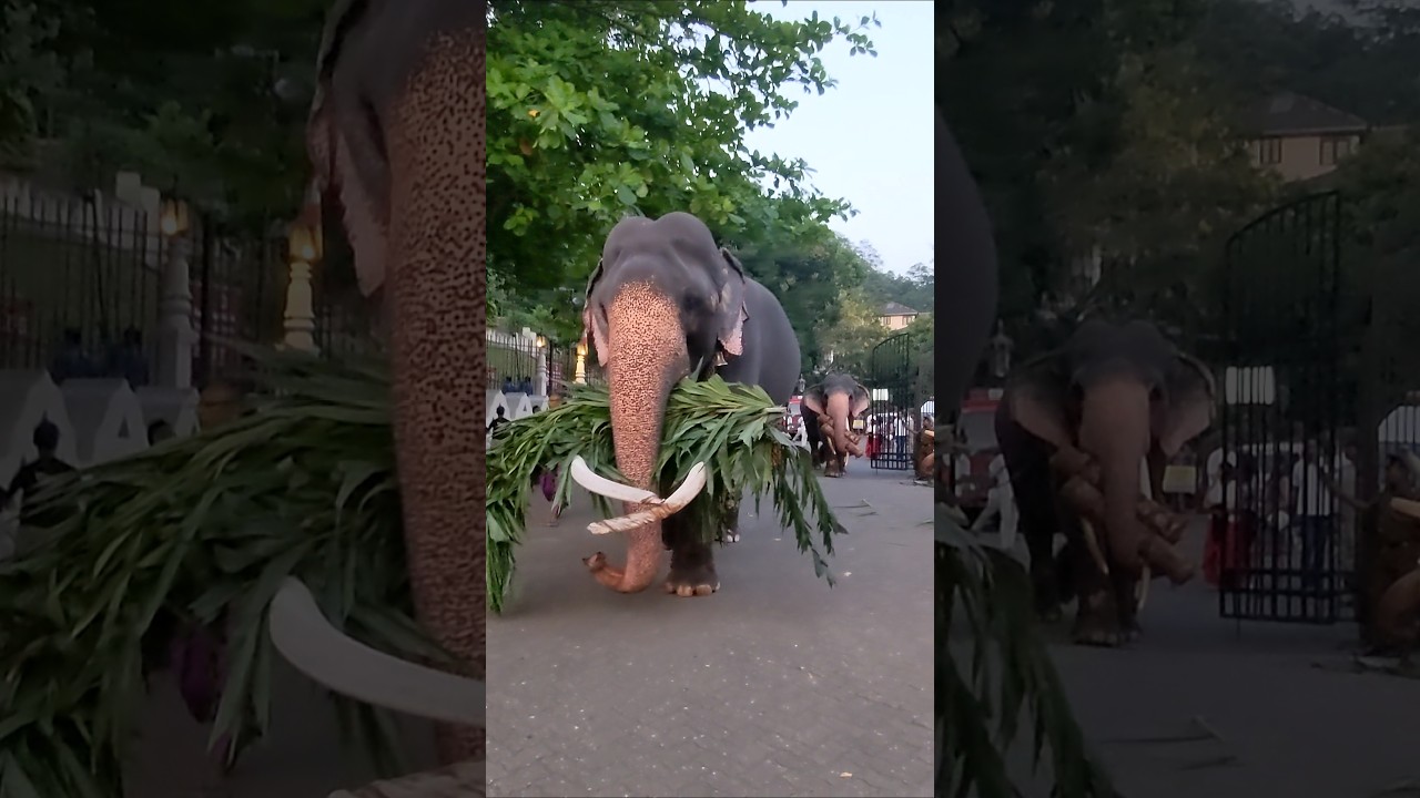 Wasana & Sinha  😍 #elephant #shorts #perahera