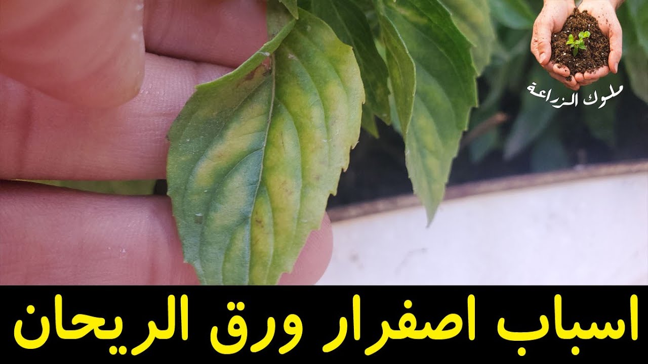 سبب اصفرار اوراق الريحان