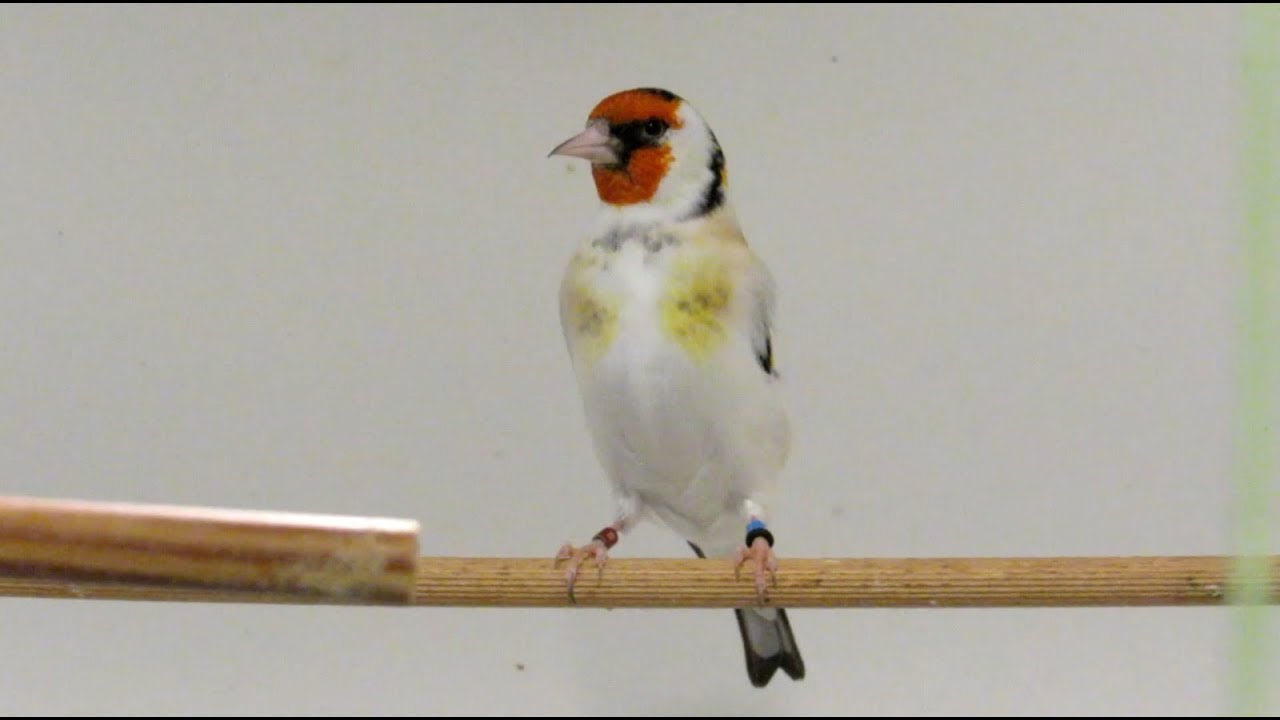 Allevamento di Cardellini - Ritorniamo da Angelo Balzano - Giuseppe Albergo