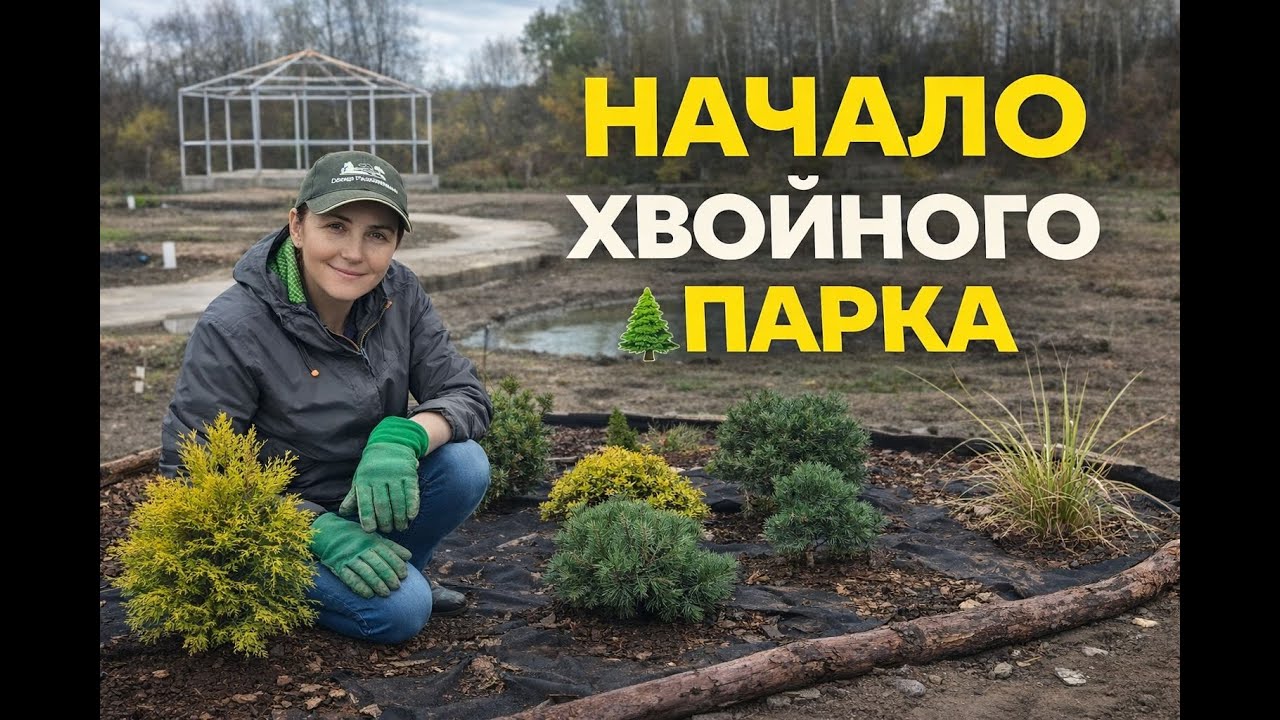 Начинаю хвойный мини-парк на 8 сотках. Долго шла — наконец решилась