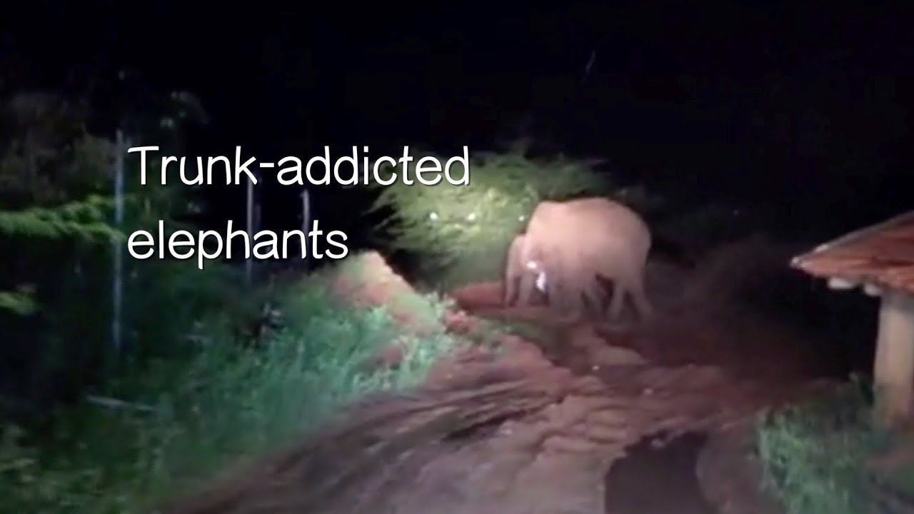 'Drug-addicted' elephants chased by Indian officials