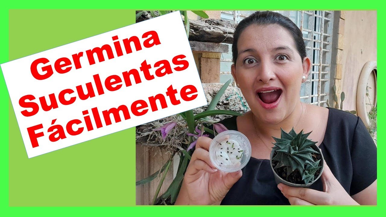 Método Sencillo para Germinar Suculentas: Haworthia Limifolia Piel de Cocodrilo