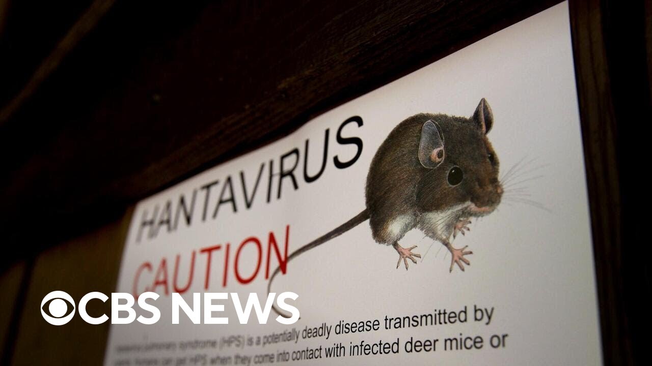 What to know about hantavirus, the disease tied to the deadly cruise ship outbreak
