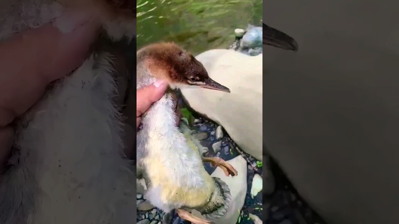Adam's First swim #swimming #adam #pets #petlover #duck #ranaway #ytshorts #funny #comedy