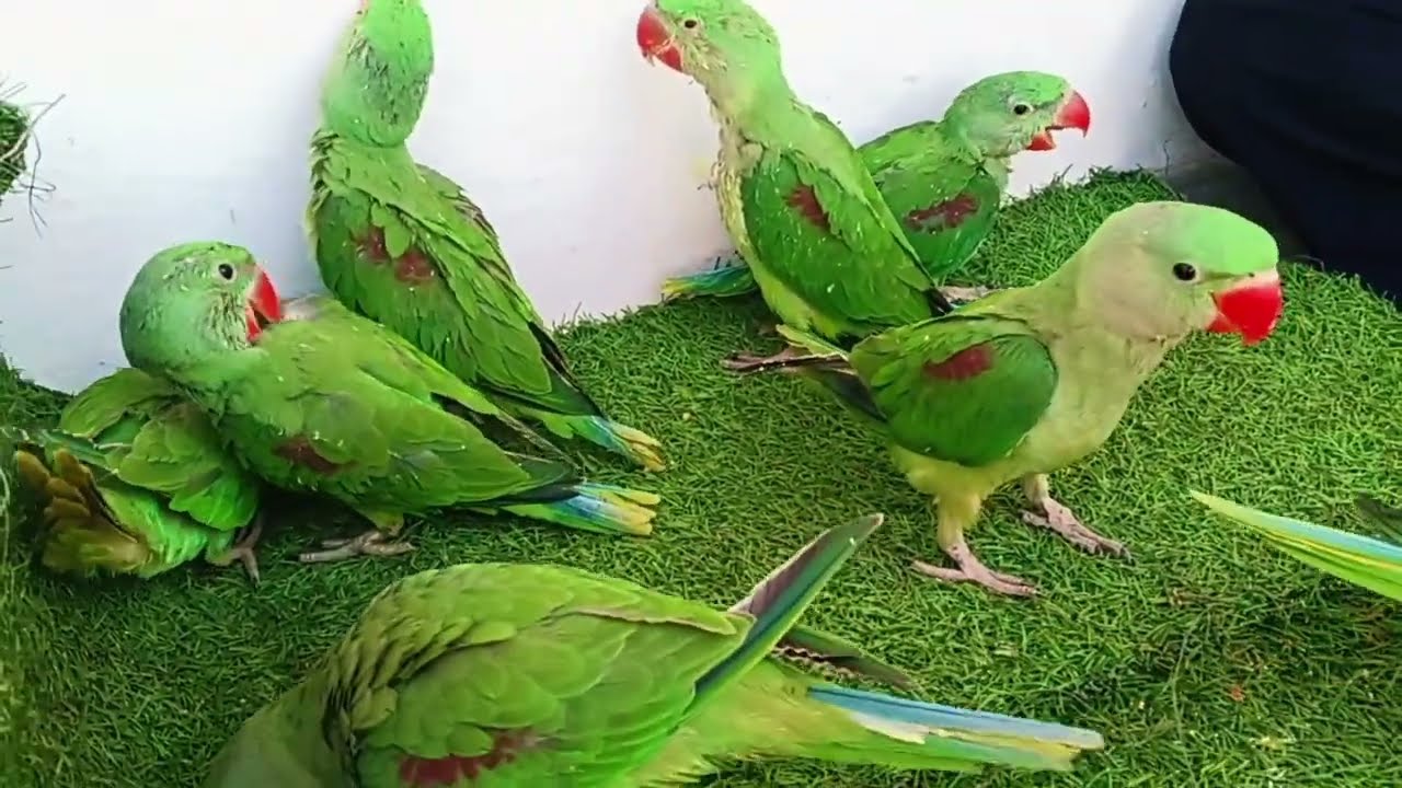 Parrot Videos Compilation | Green Parrot Talking Natural Sounds | Tote Ki Awaaz | Mitthu Ki Awaaz