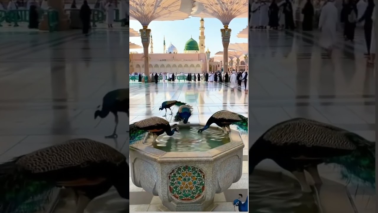 ya nabi salamualaika #shorts #shortsviral #shortvideos #viralreels #trendingshorts