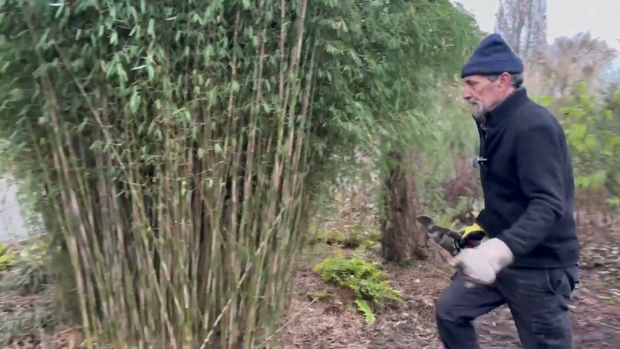 Sowing Mistletoe Seeds and Other Winter Garden Work