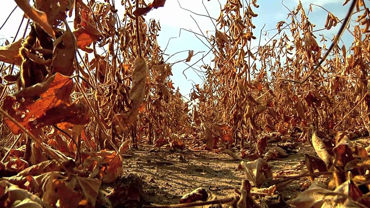 Weather Impact on Agriculture