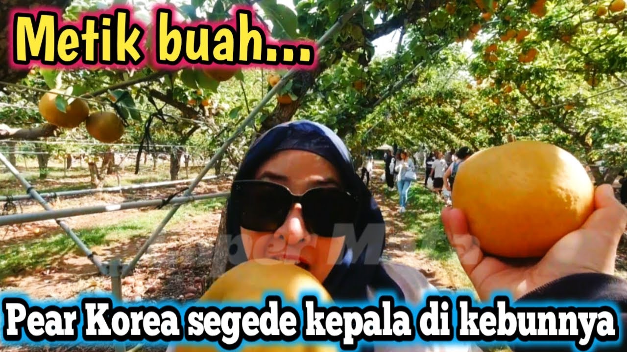 Pergi metik buah pear korea di kebunnya langsung || ukurannya segede kepala manis dan berair