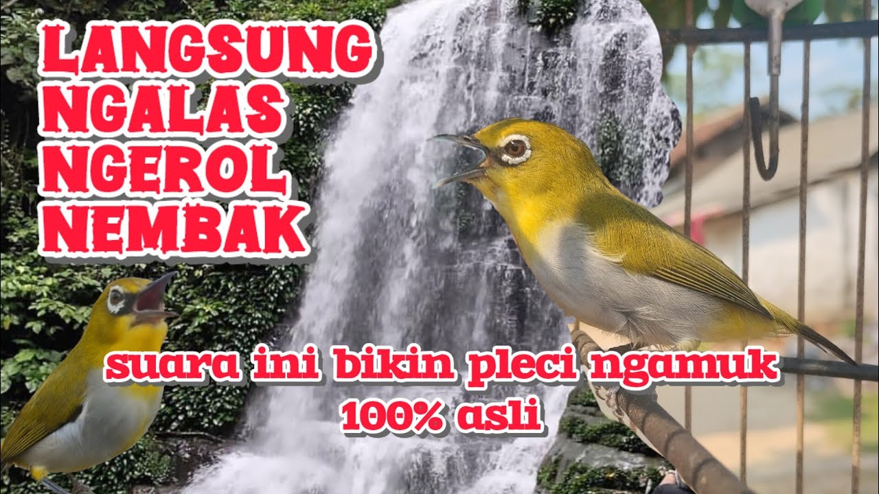 pleci langsung emosi dengar ini