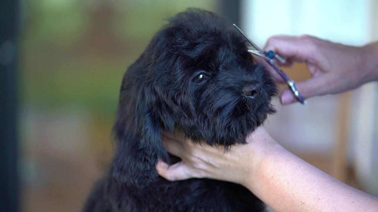 Cockapoo Puppy First Groom and Ducklings!